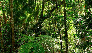 Kanneliya Forest Reserve